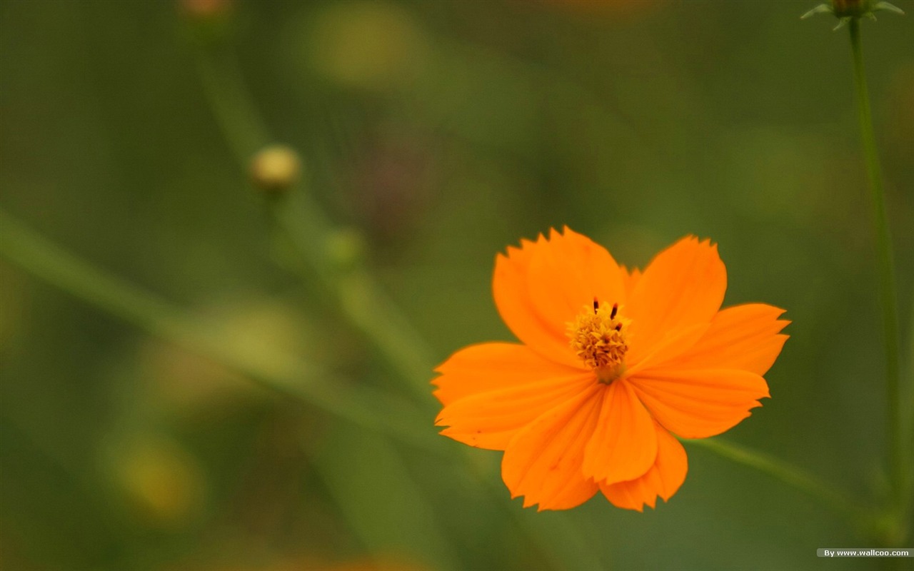 秋天的大波斯菊壁纸专辑34 - 1280x800