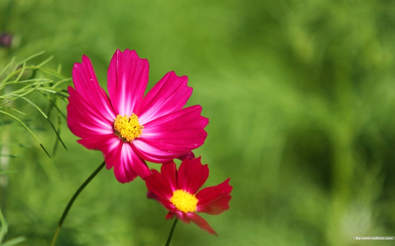 秋天的大波斯菊壁纸专辑35 - 1280x800