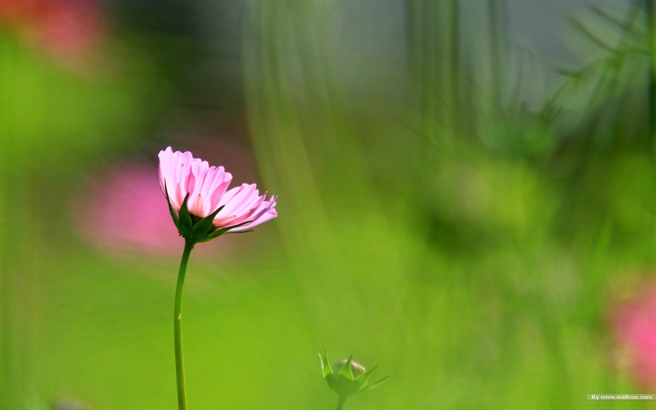 Autumn cosmos wallpaper #36 - 1280x800