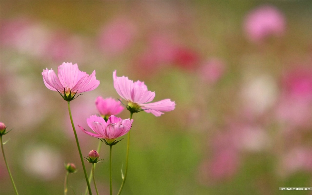 Otoño cosmos fondo de pantalla #37 - 1280x800