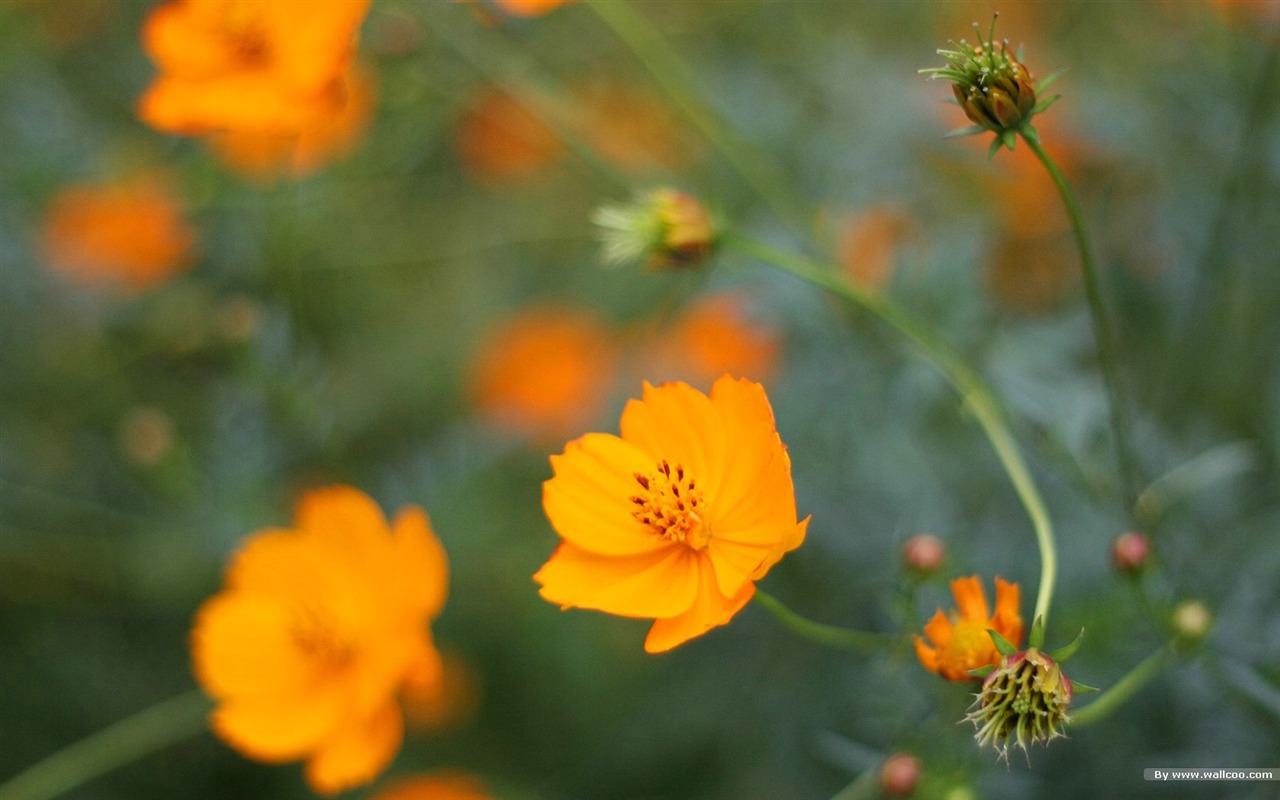 Autumn cosmos wallpaper #38 - 1280x800