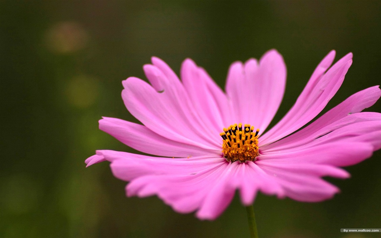 秋天的大波斯菊壁纸专辑39 - 1280x800