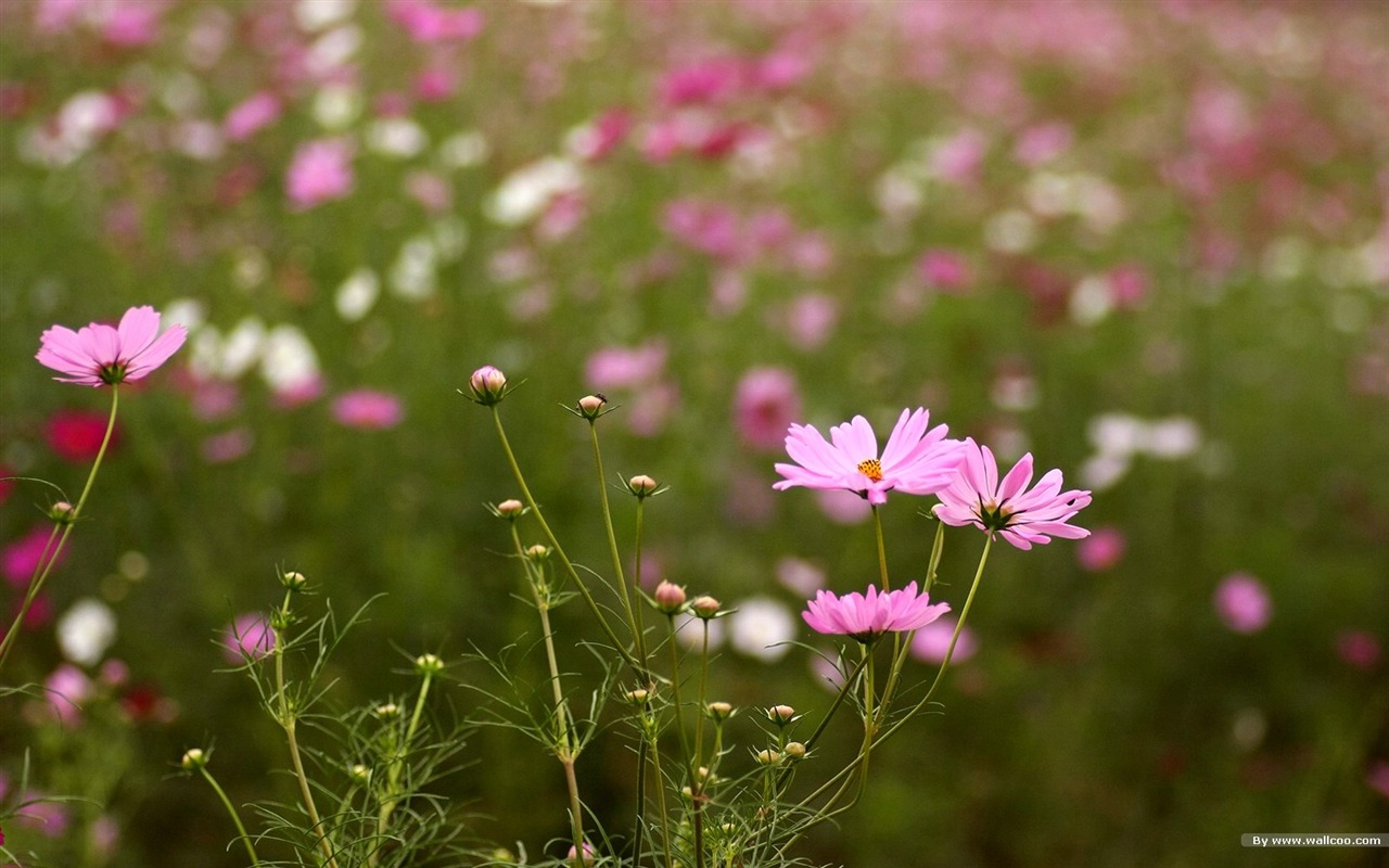 Autumn cosmos wallpaper #41 - 1280x800