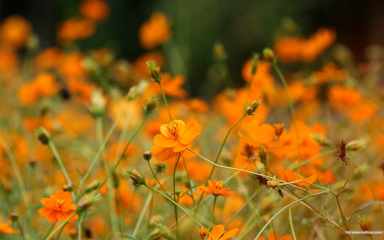 Autumn cosmos wallpaper #42 - 1280x800