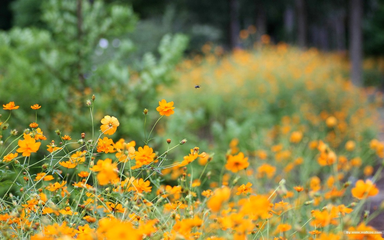 Autumn cosmos wallpaper #43 - 1280x800