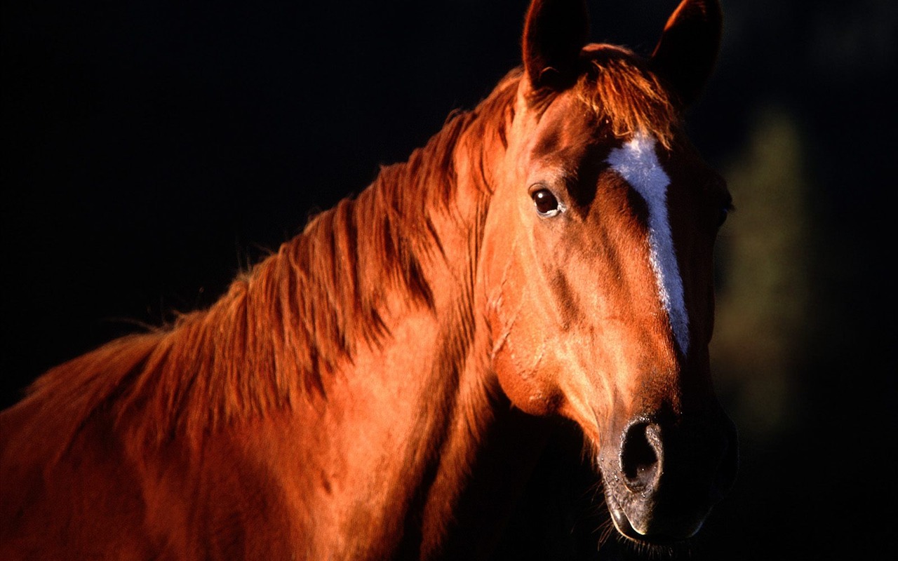 Album Fond d'écran Cheval #21 - 1280x800