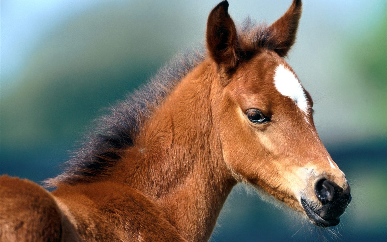 Album Fond d'écran Cheval #22 - 1280x800