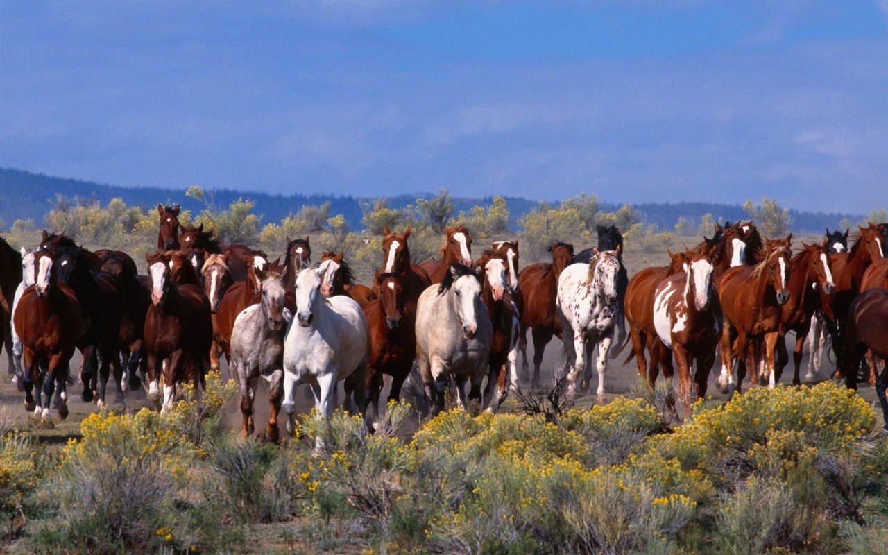 Album Fond d'écran Cheval #23 - 1280x800