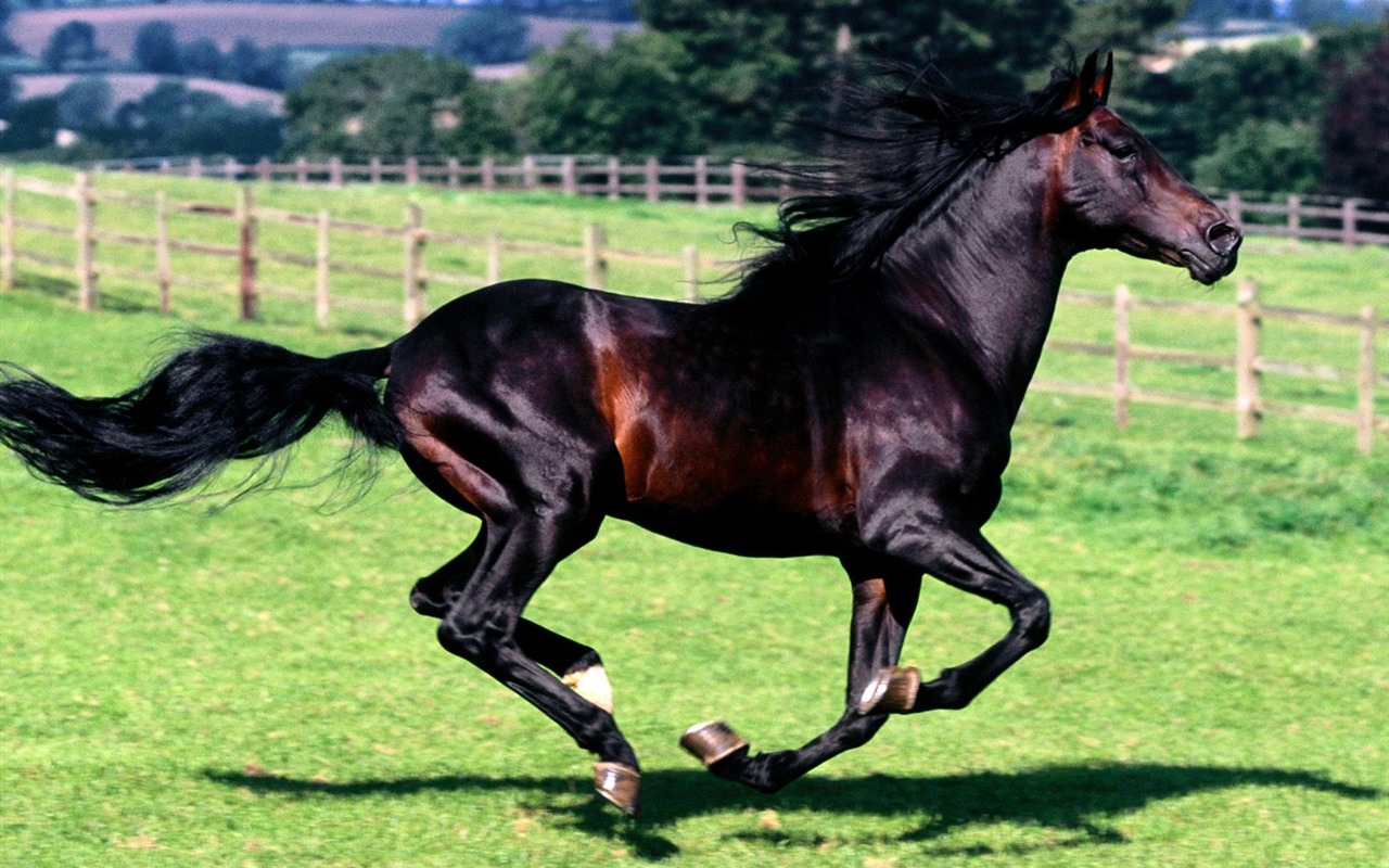 Album Fond d'écran Cheval #25 - 1280x800