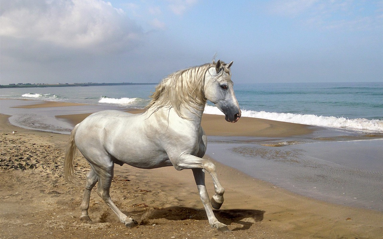 Album Fond d'écran Cheval #27 - 1280x800