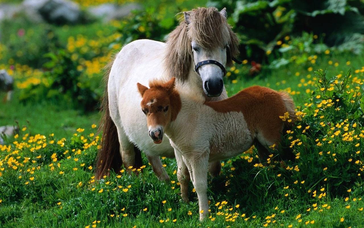 Album Fond d'écran Cheval #29 - 1280x800