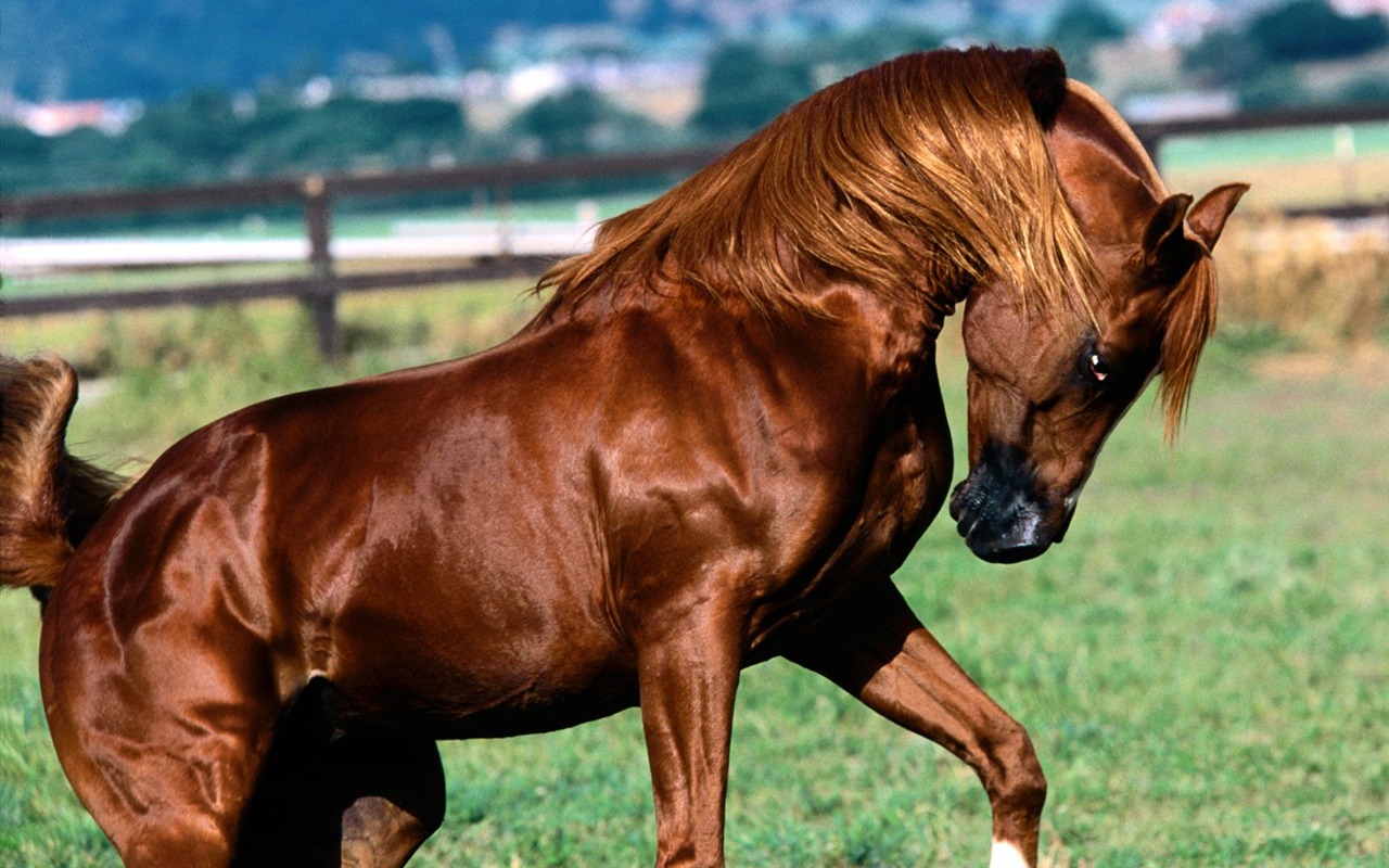 Album Fond d'écran Cheval #30 - 1280x800