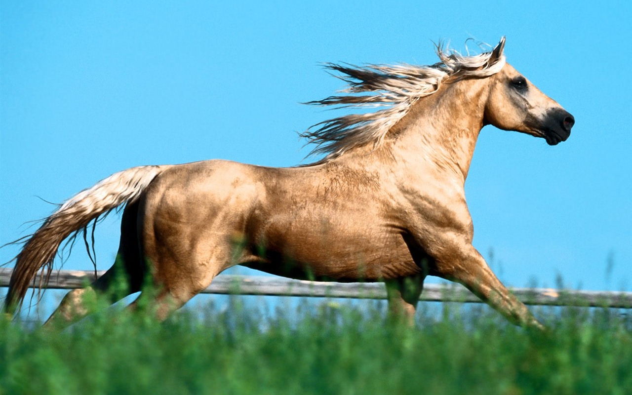 Album Fond d'écran Cheval #32 - 1280x800