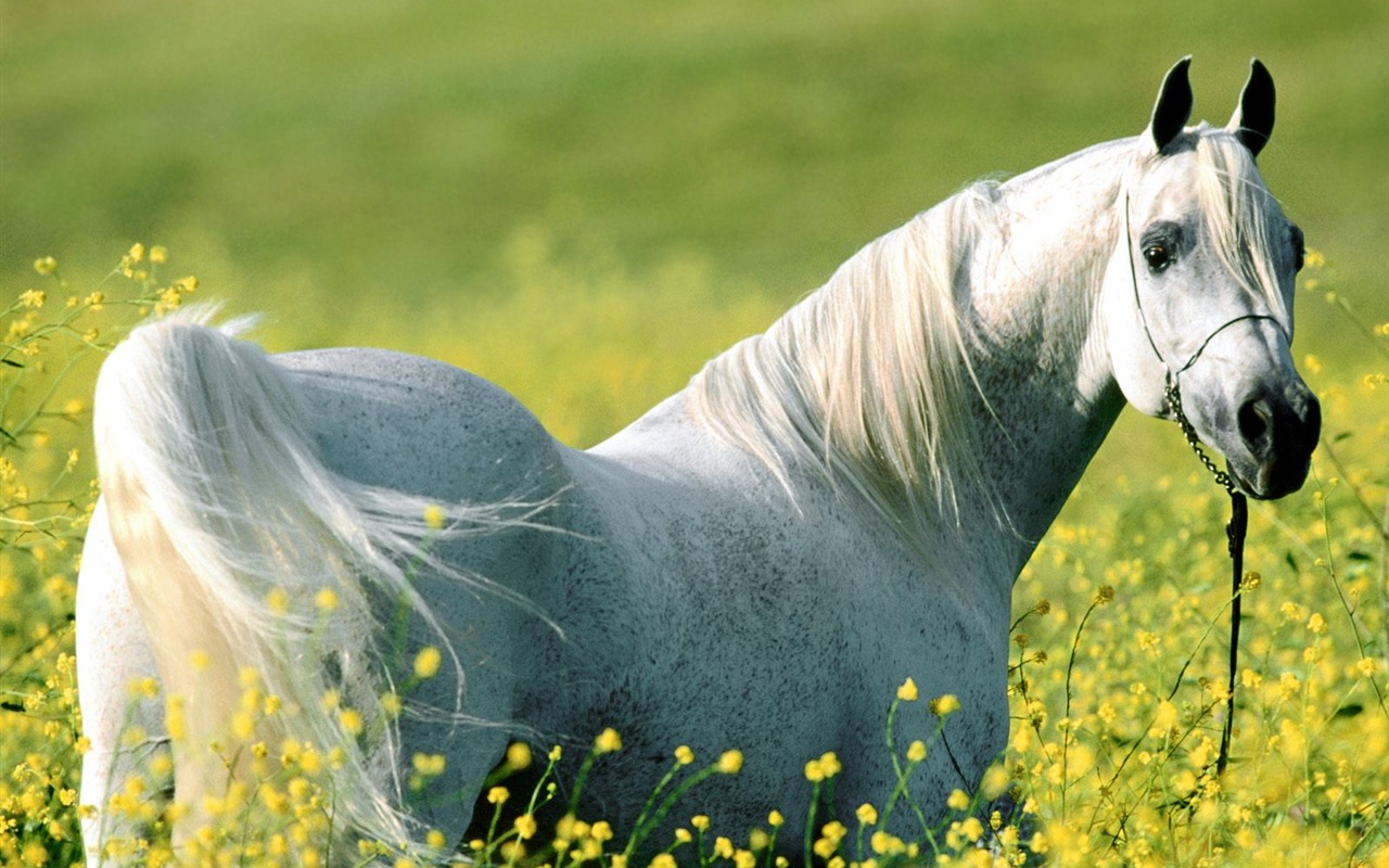 Album Fond d'écran Cheval #33 - 1280x800