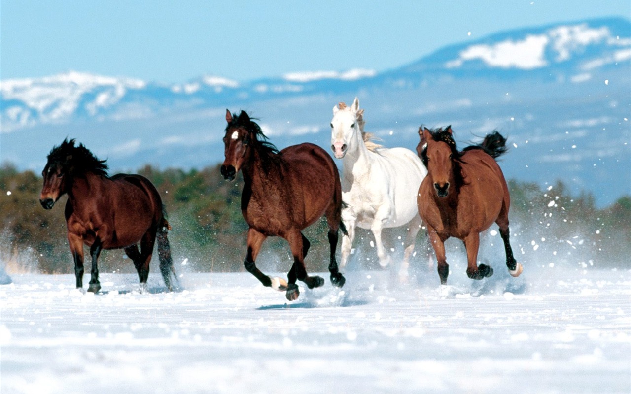 Album Fond d'écran Cheval #34 - 1280x800