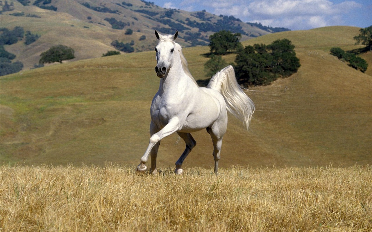 Album Fond d'écran Cheval #35 - 1280x800