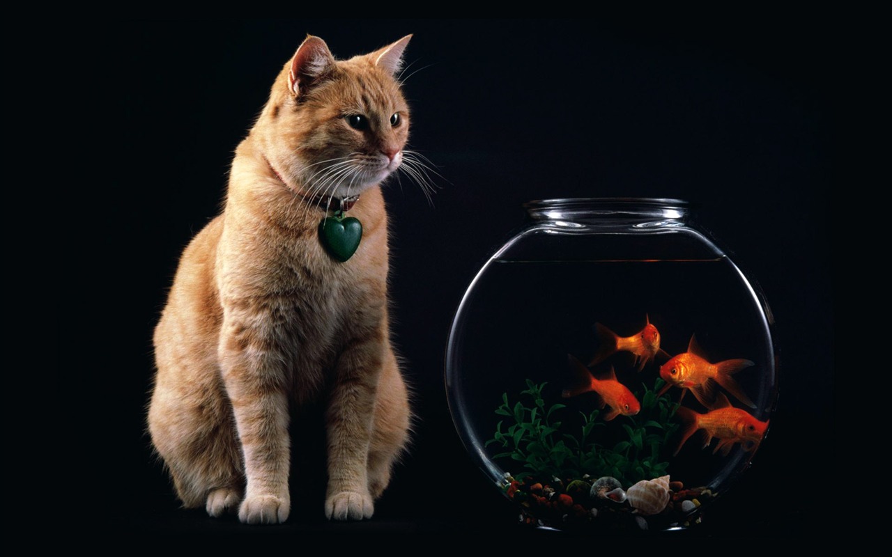 Animal Wallpaper Collection (8) #2 - 1280x800