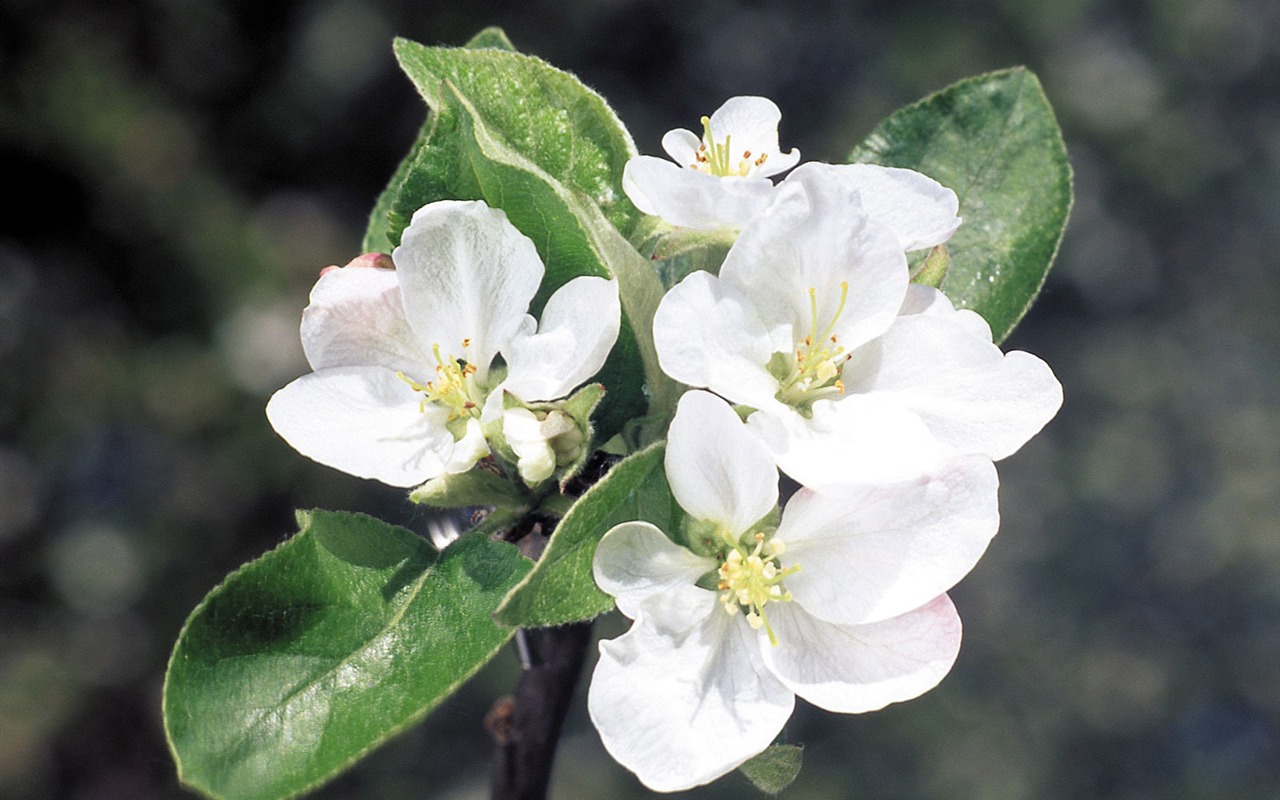 White flowers wallpaper #1 - 1280x800