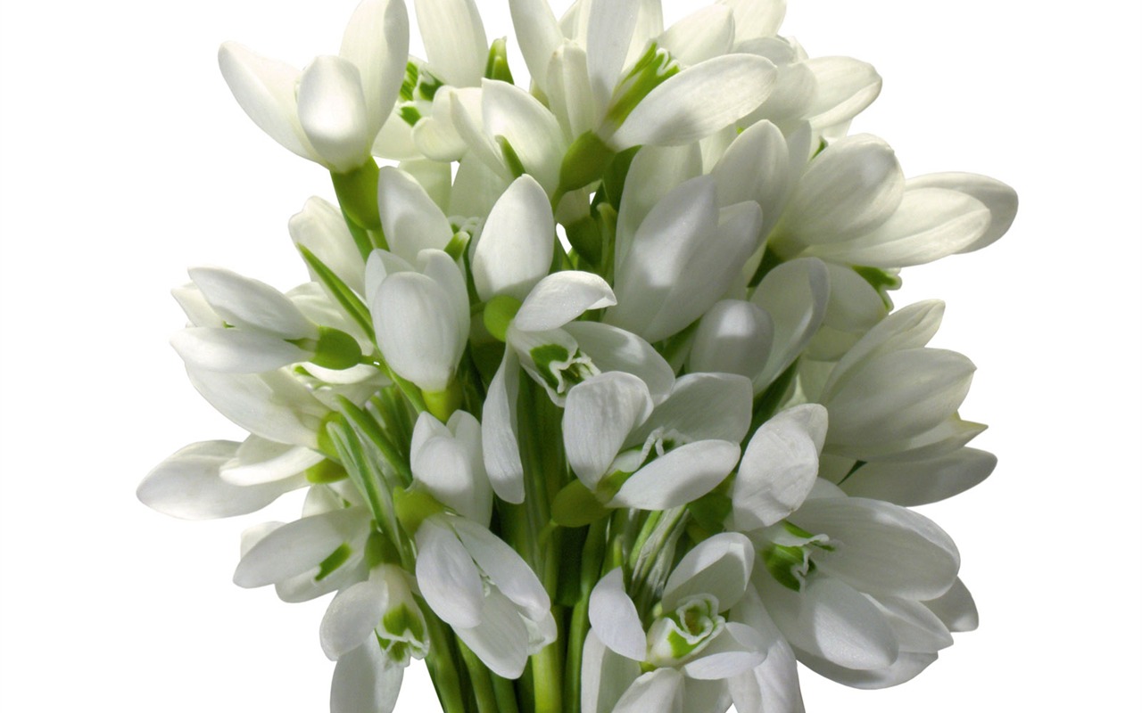 흰색 꽃 벽지 #2 - 1280x800