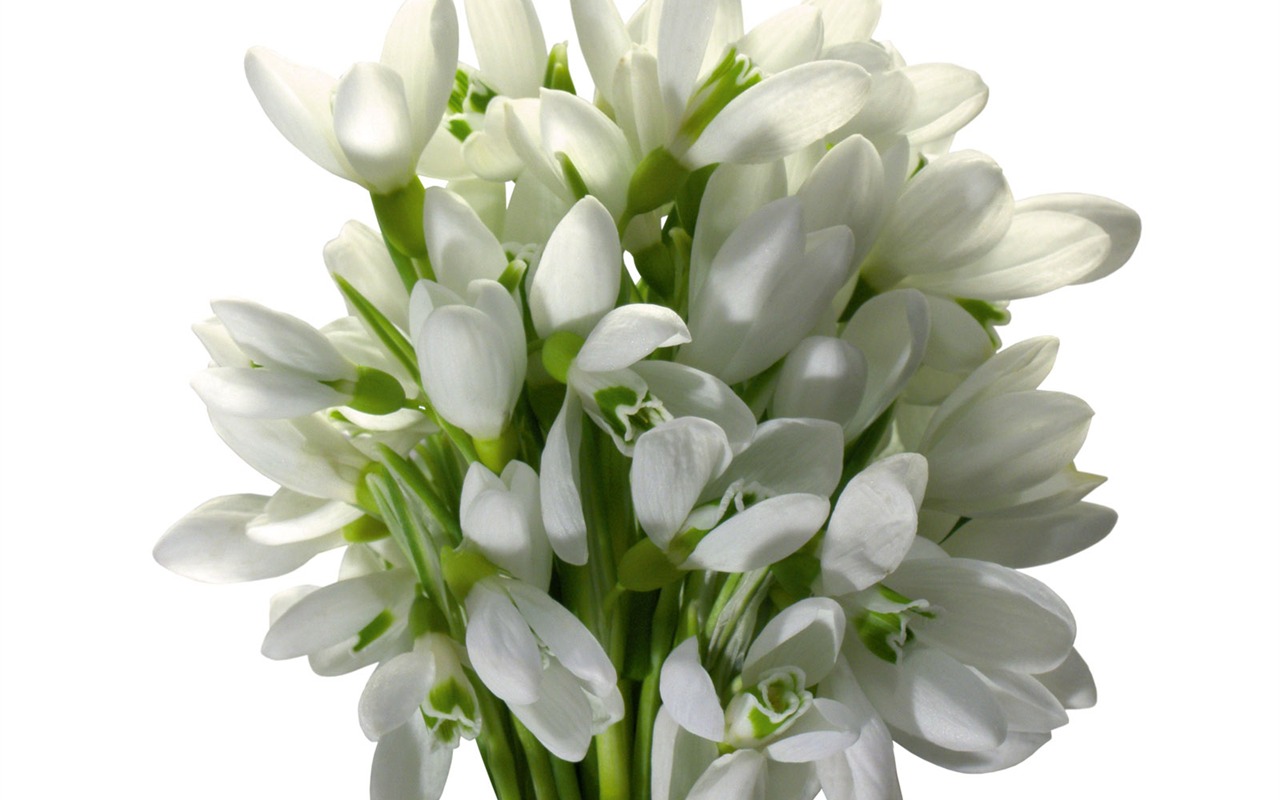 White flowers wallpaper #2 - 1280x800