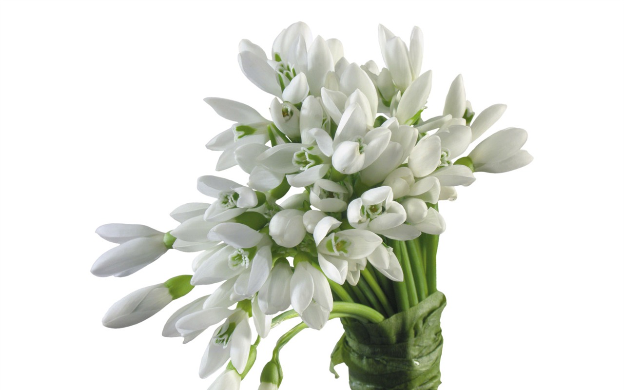 White flowers wallpaper #3 - 1280x800