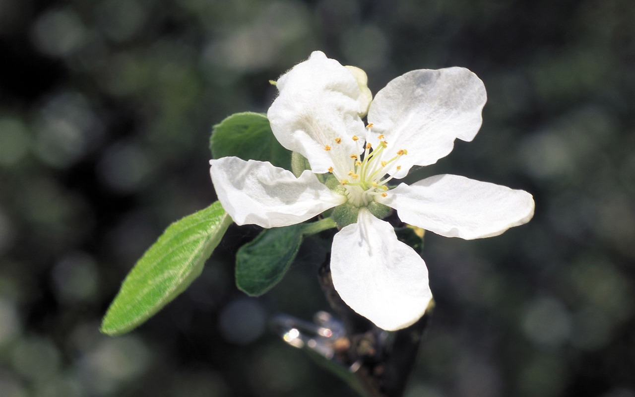 White flowers wallpaper #4 - 1280x800