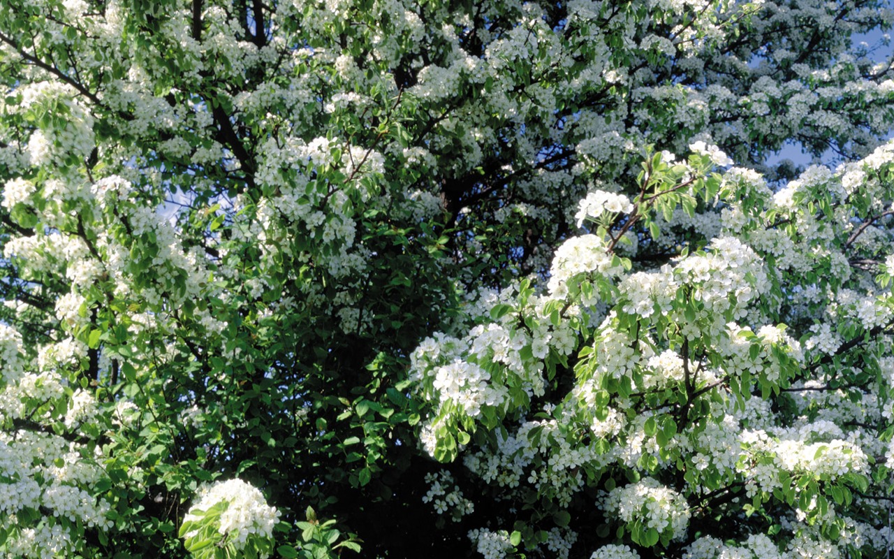 White flowers wallpaper #5 - 1280x800