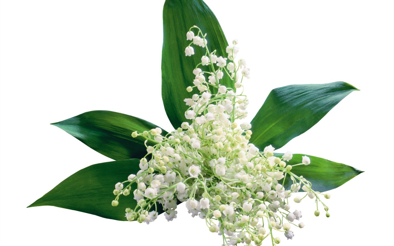 White flowers wallpaper #8 - 1280x800