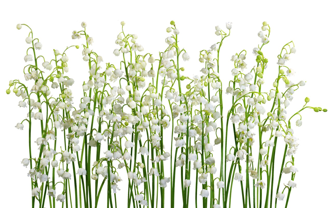 Weiße Blumen Wallpaper #13 - 1280x800