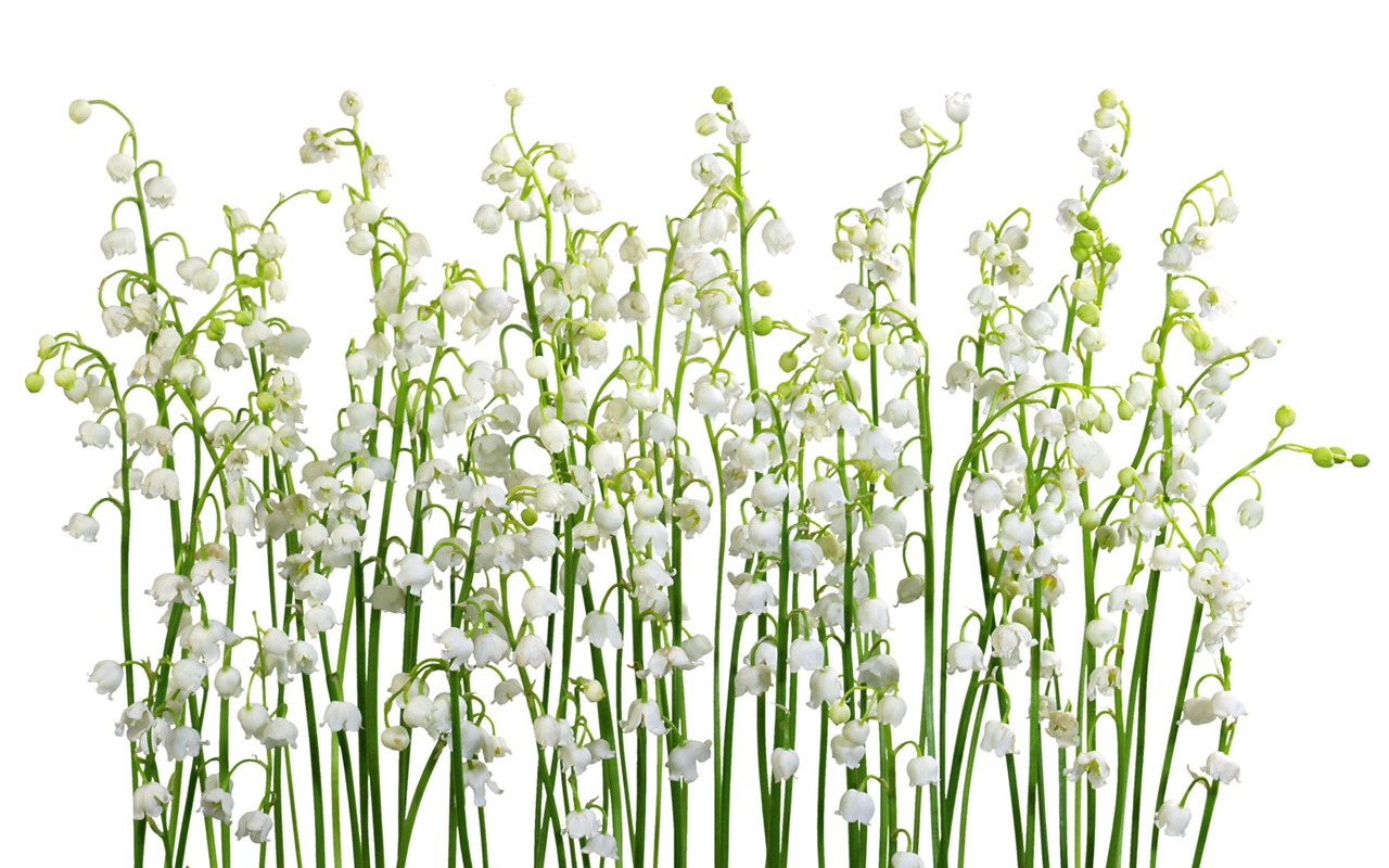 White flowers wallpaper #13 - 1280x800