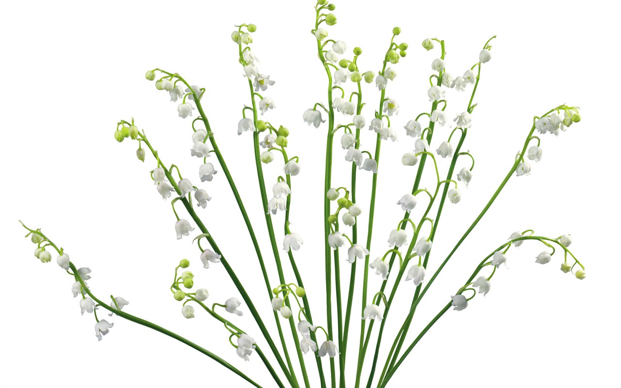 White flowers wallpaper #14 - 1280x800