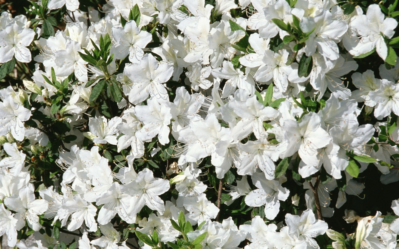 白色花朵壁紙 #15 - 1280x800