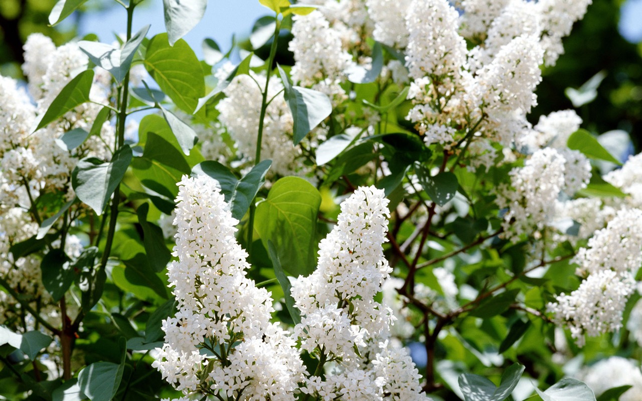 White flowers wallpaper #16 - 1280x800