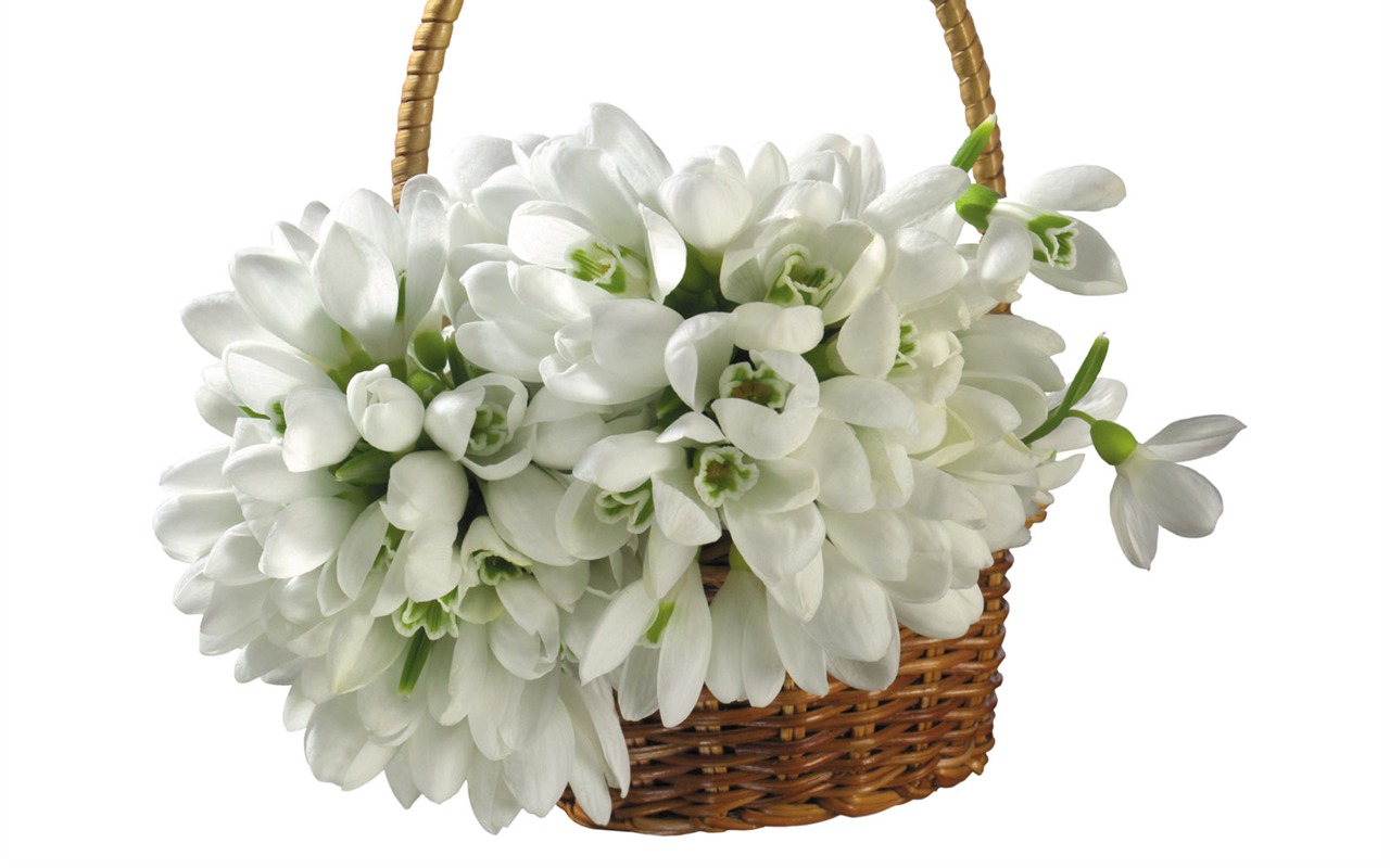White flowers wallpaper #17 - 1280x800