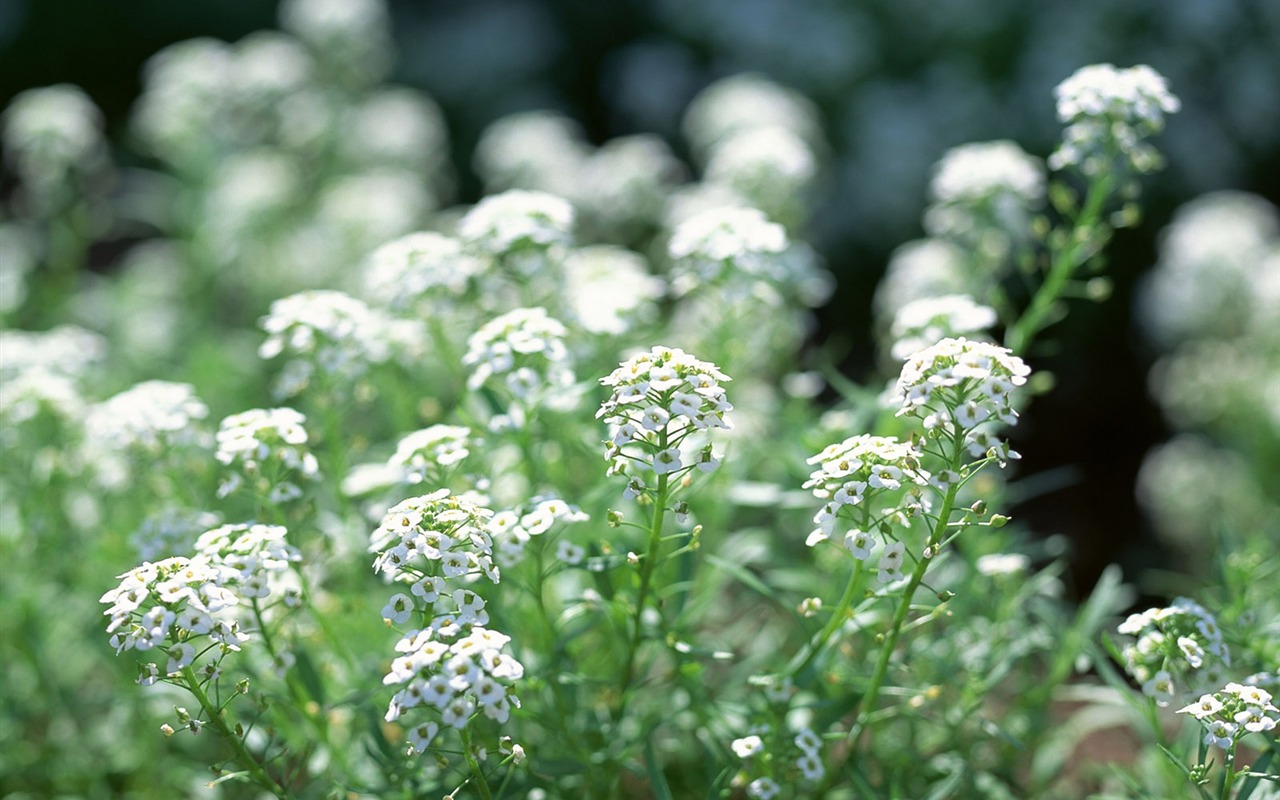 White flowers wallpaper #19 - 1280x800
