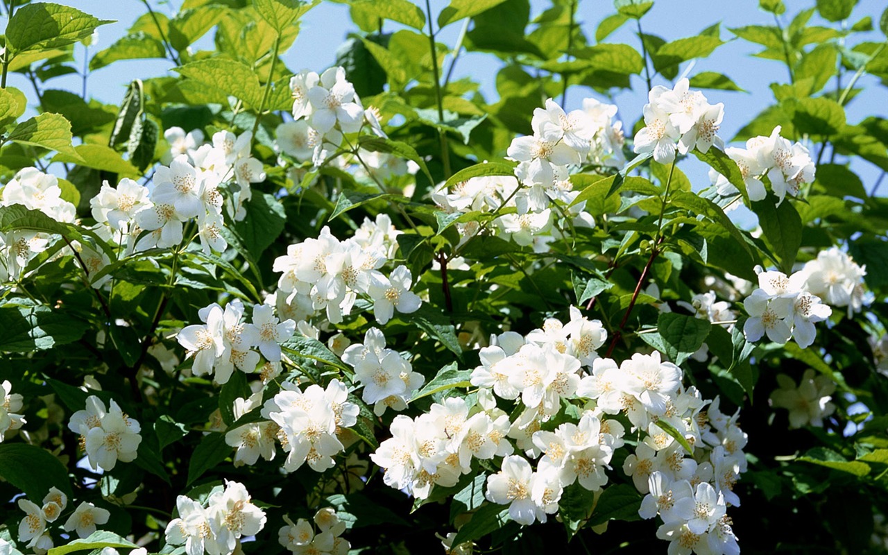 白色花朵壁紙 #20 - 1280x800