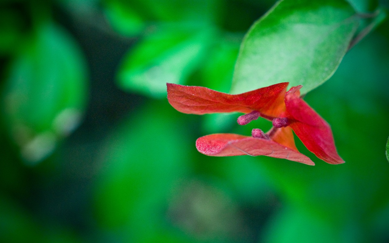 HD Plant Wallpaper #1 - 1280x800