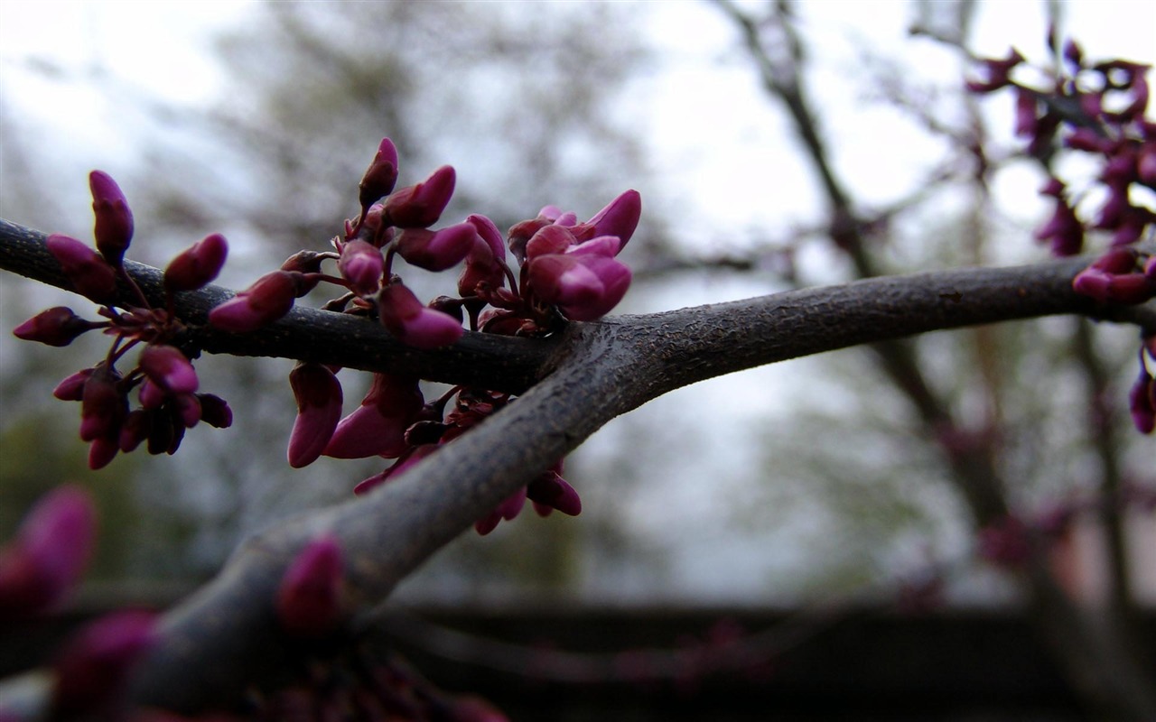 HD Plant Wallpaper #2 - 1280x800