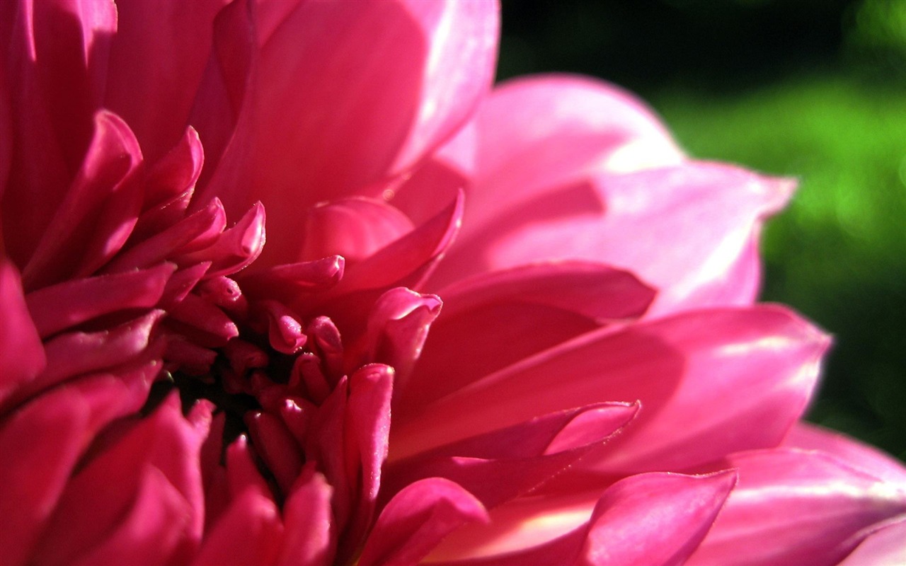 HD Plant Wallpaper #3 - 1280x800