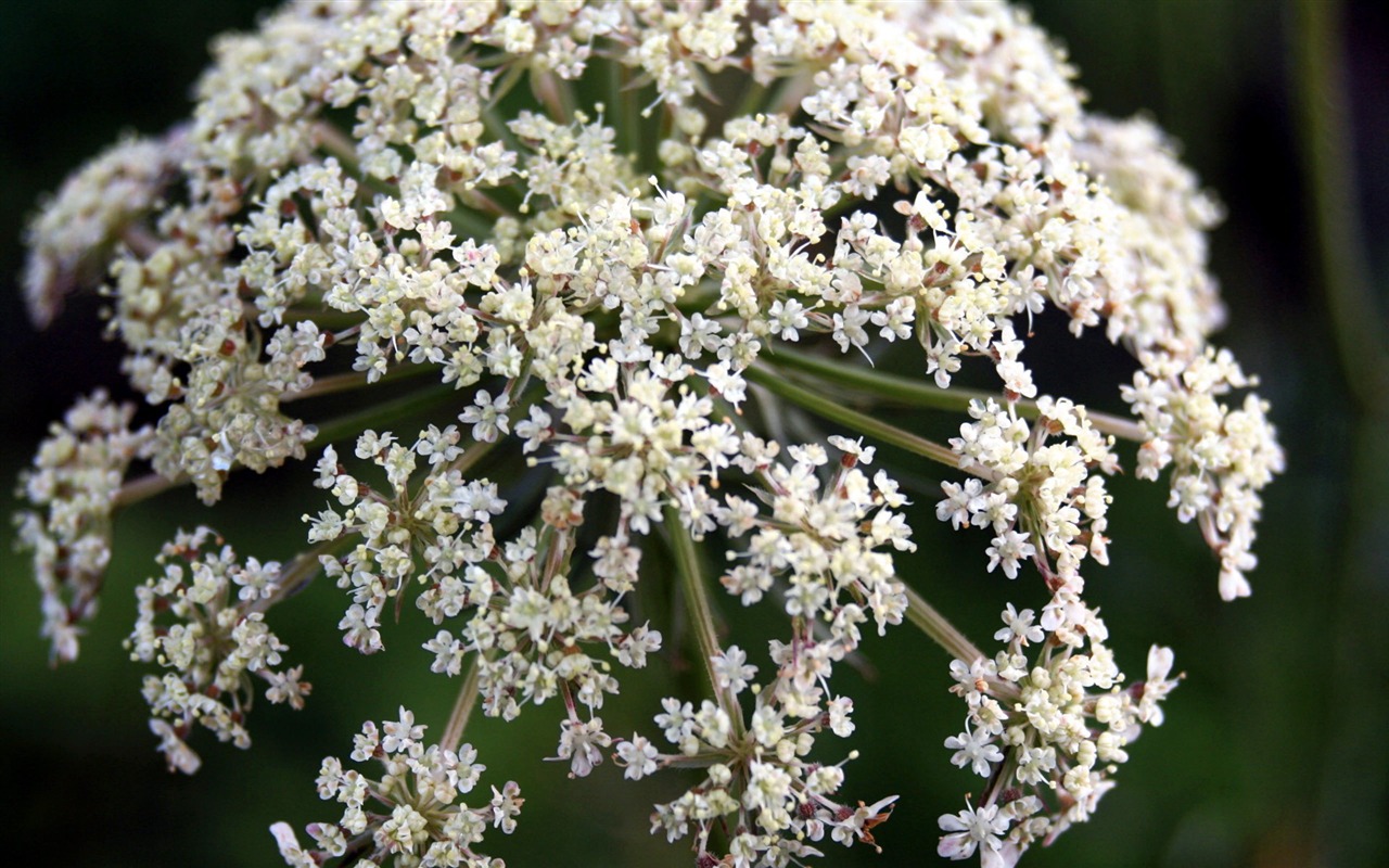 HD Plant Wallpaper #5 - 1280x800