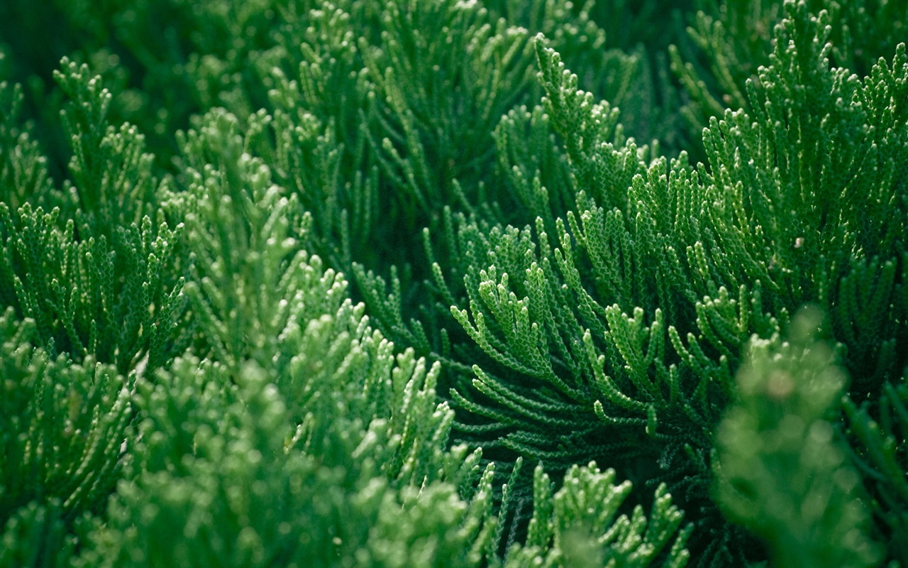 HD Plant Wallpaper #8 - 1280x800