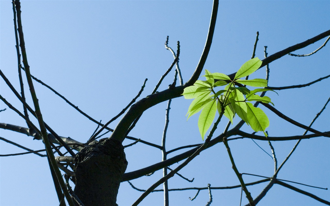 HD Plant Wallpaper #10 - 1280x800