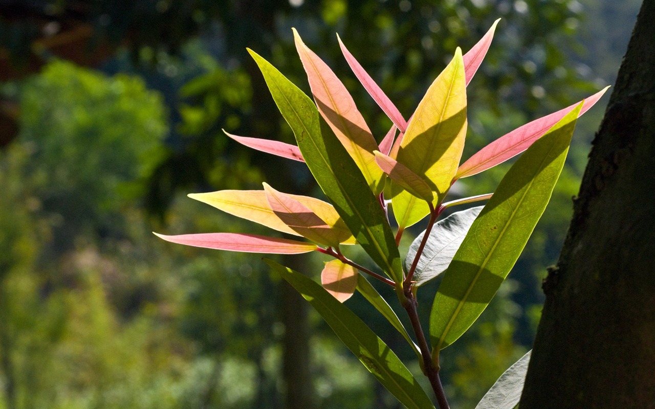 HD Plant Wallpaper #11 - 1280x800