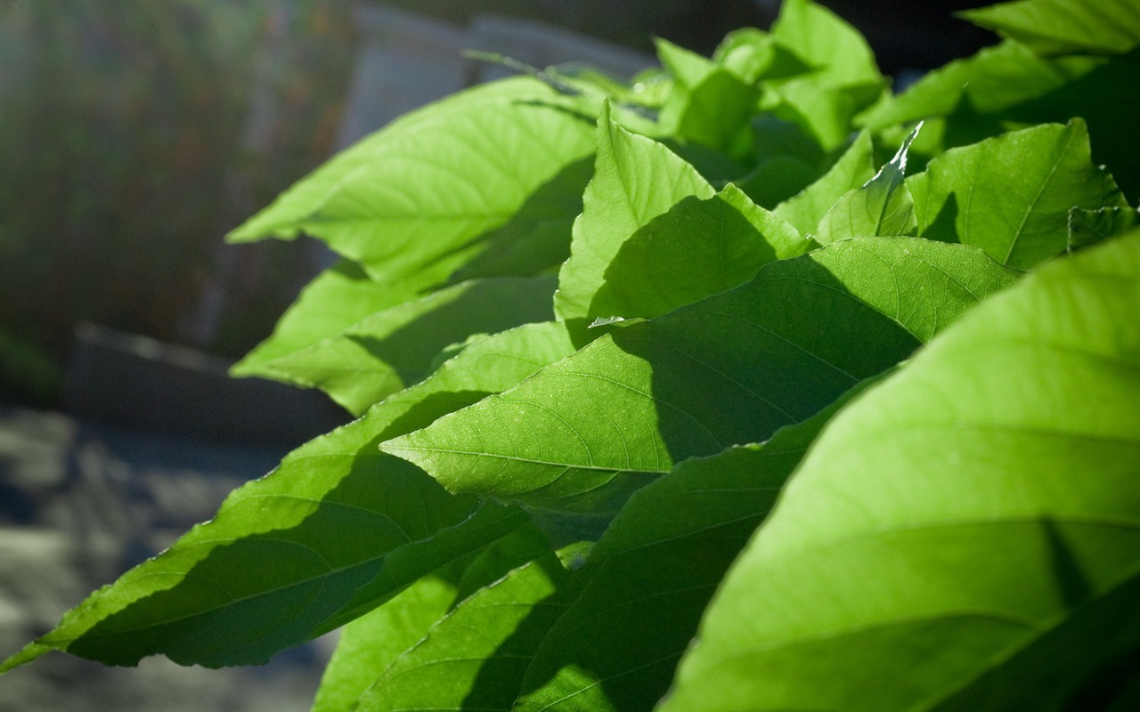 HD Plant Wallpaper #12 - 1280x800