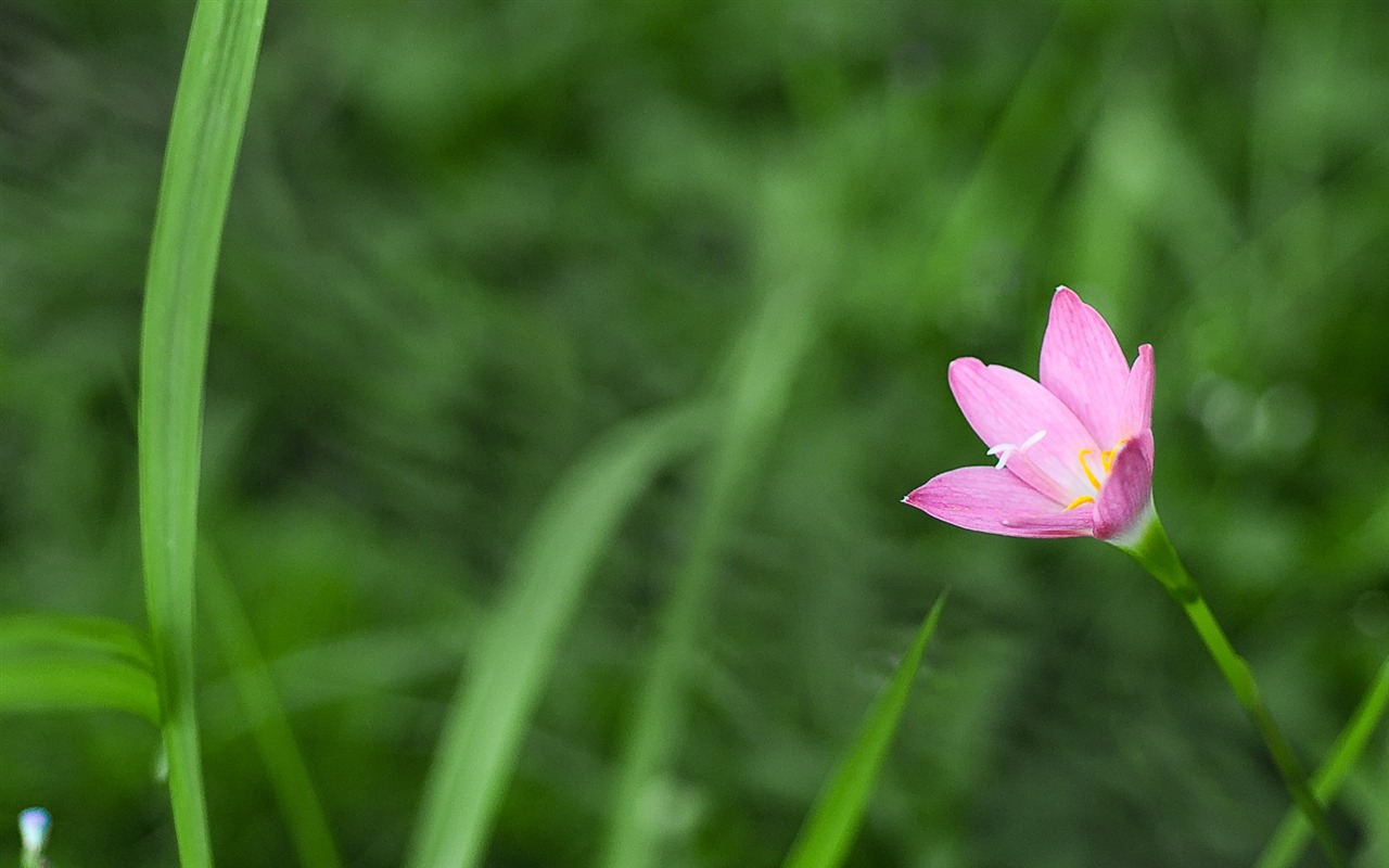 HD Plant Wallpaper #13 - 1280x800