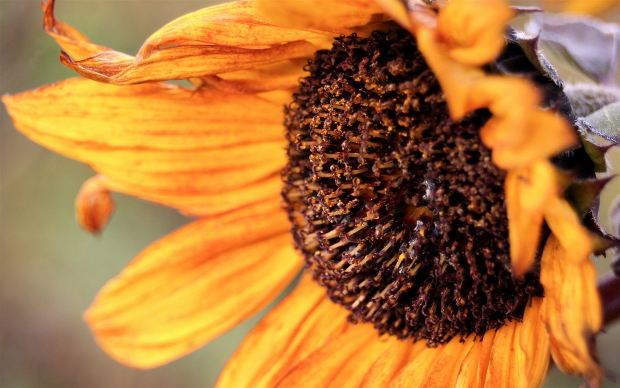 HD Plant Wallpaper #14 - 1280x800