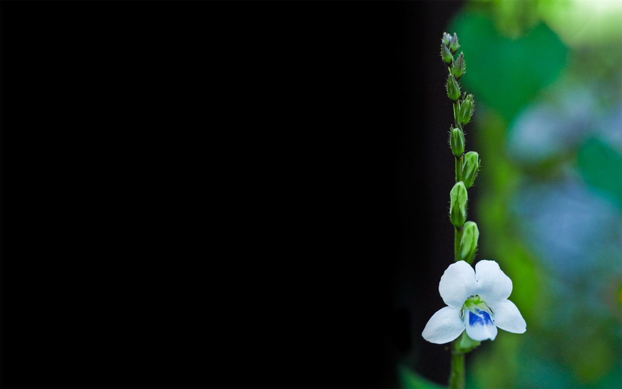 HD Plant Wallpaper #15 - 1280x800