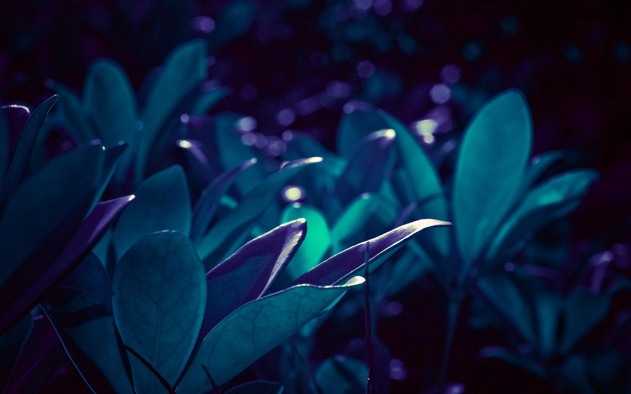 高清寬屏植物壁紙 #17 - 1280x800