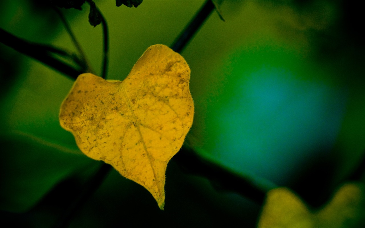 HD Plant Wallpaper #18 - 1280x800