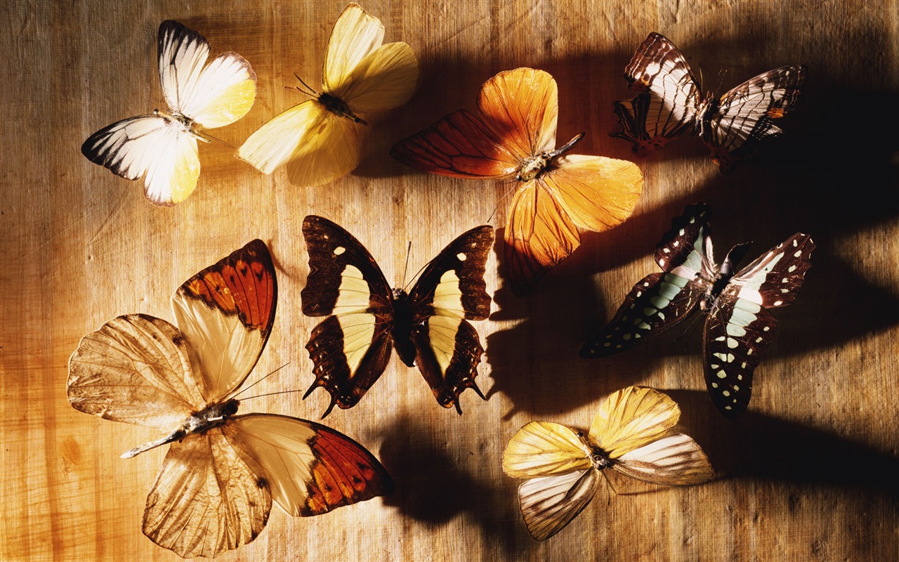 tisíciletí biologický Wallpaper #18 - 1280x800